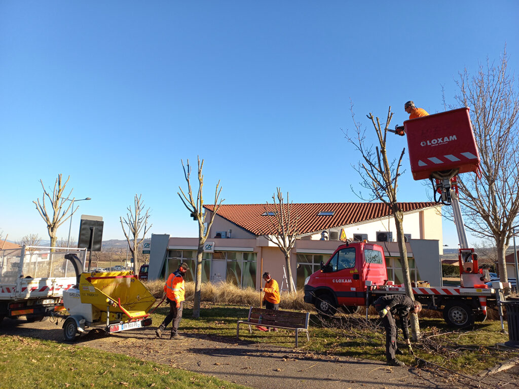 Elagage des arbres