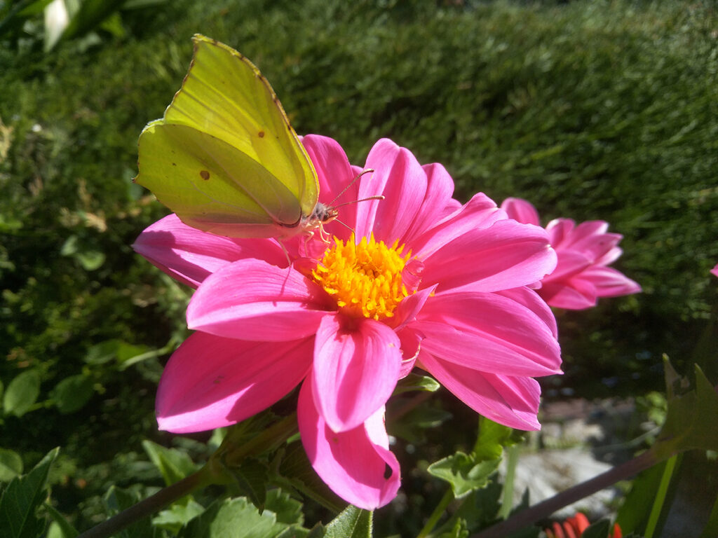 Fleurissement biodiversité