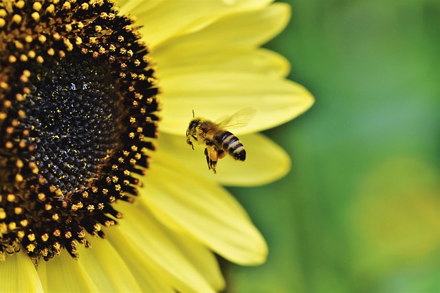 Environnement